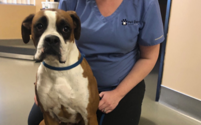 Dental Health for Boxers