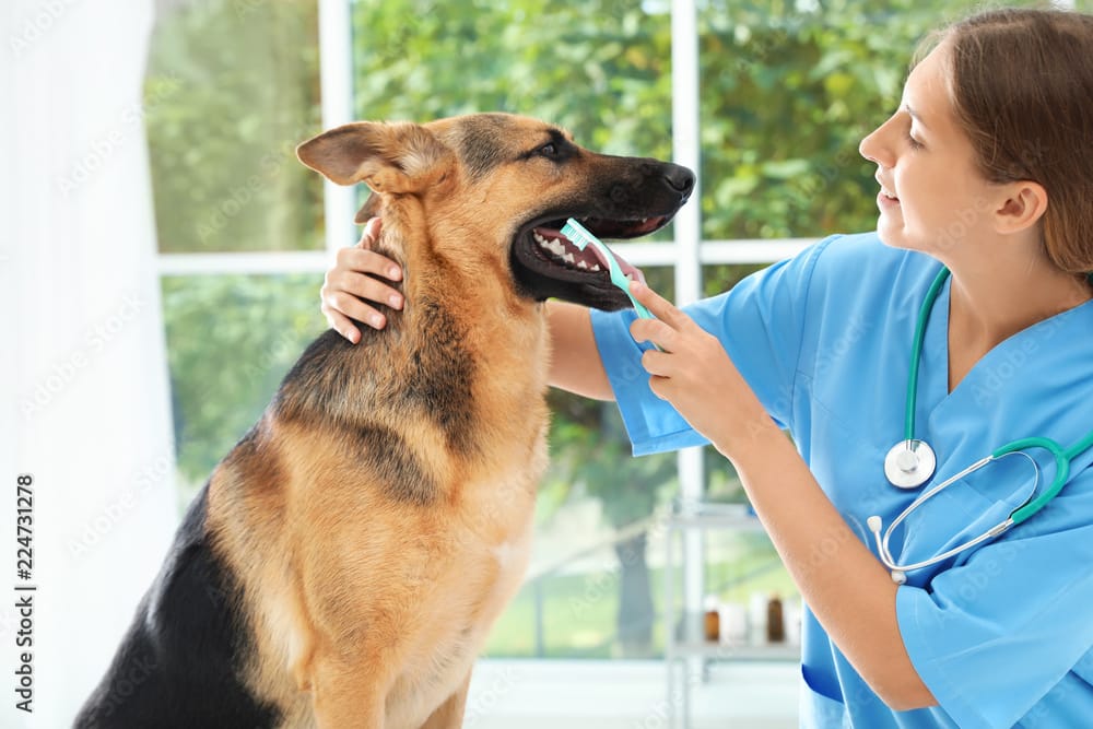 Happy dog at Pet Dental USA Peoria