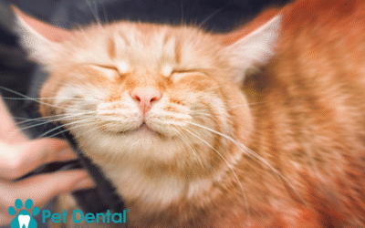 Pet Dental Near Me: Why Local Care Matters for Your Companion