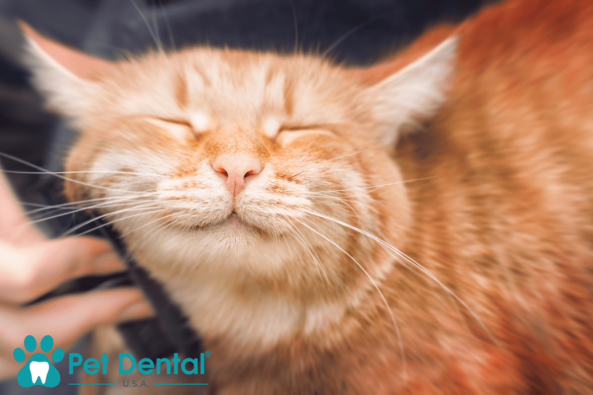 Pet Dental Near Me Why Local Care Matters for Your Companion 2