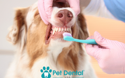 Beyond the Brush: The Importance of Teeth Cleaning for Dogs in Norman, OK