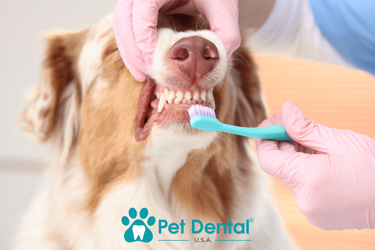 Beyond the Brush_ The Importance of Teeth Cleaning for Dogs in Norman, OK 2 teeth cleaning for dogs in Norman, OK