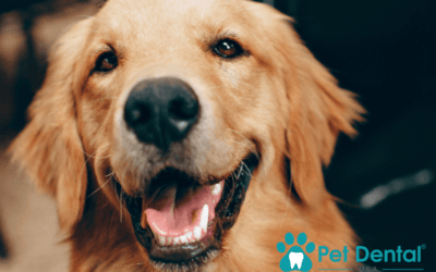 How Often Does My Dog Need a Dental Cleaning?