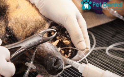 Advanced Pet Dental Care: When to See a Vet That Focuses on Dentistry