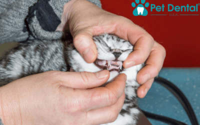 The Pet Dental USA Difference