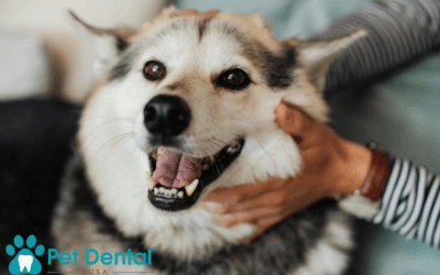 What Is the Best Choice for Pet Teeth Cleaning in Norman, OK?