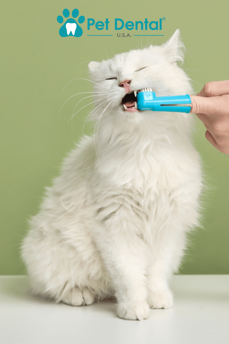 teeth cleaning for dogs in Norman, OK