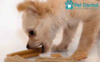 Why Your Pet Needs a Visit to Pet Dental in Norman, OK