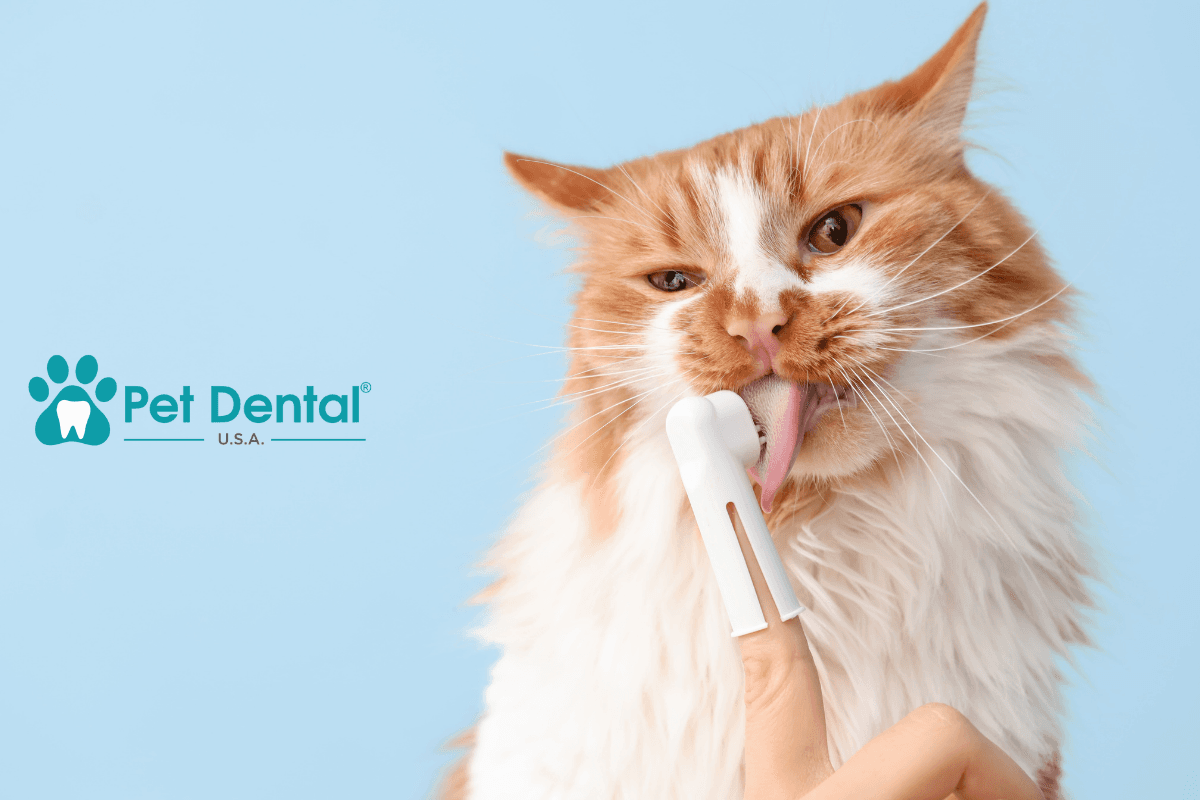Pet Dental health