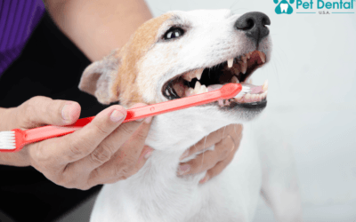Should I Get My Dog Dental Cleaning In Peoria, AZ?