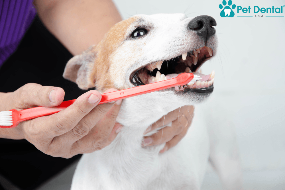 Dog dental cleaning.