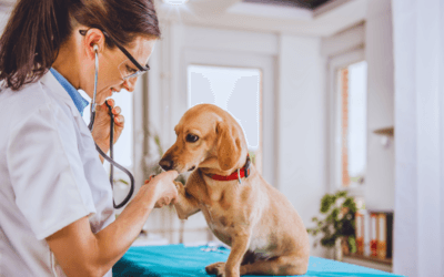 How Often Should You Get A Dog Dental Cleaning In Phoenix?