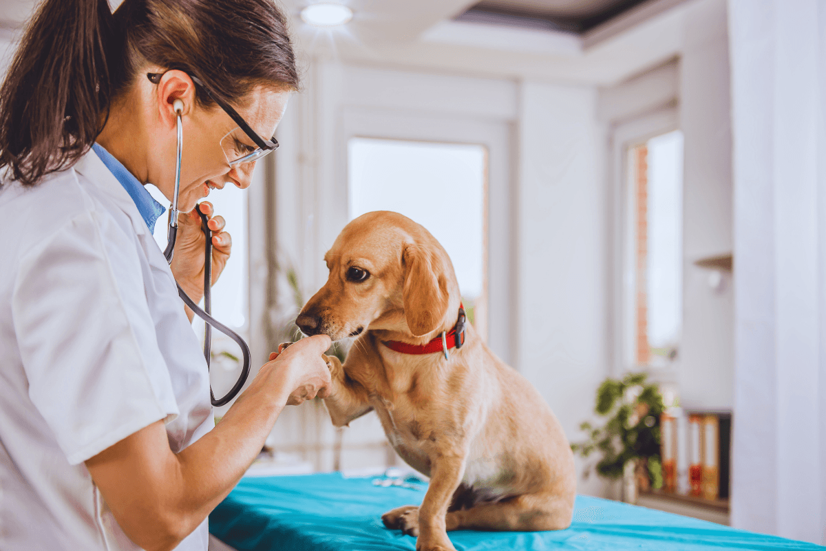 How Often Should You Get A Dog Dental Cleaning In Phoenix_1