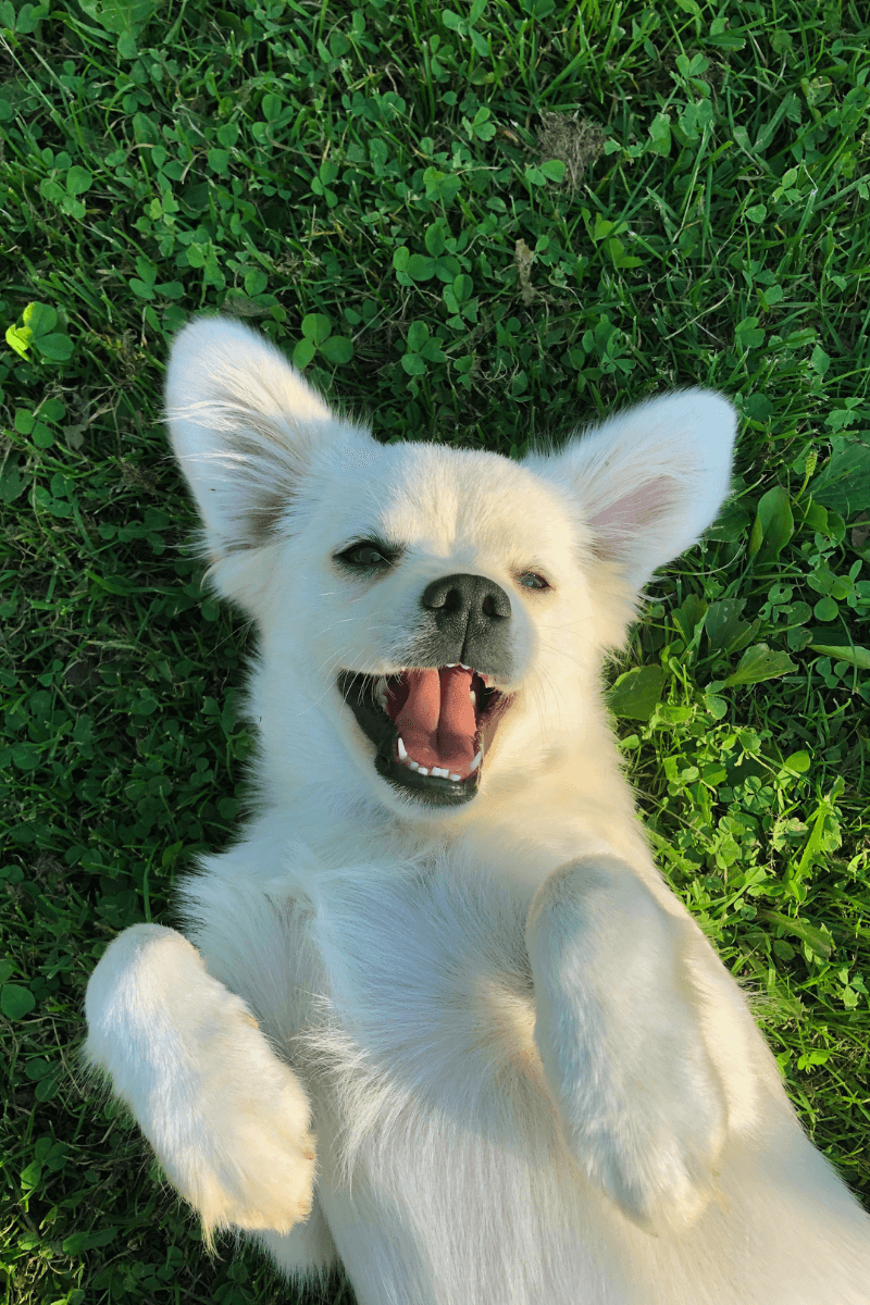 How Often Should You Get A Dog Dental Cleaning In Phoenix_2 Dog dental cleaning.