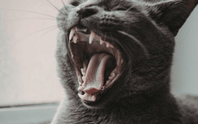 Where Can I Find Dental Treatment For Cats In Norman?