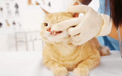 Is It Time to Schedule a Cat Dental Cleaning in Peoria?