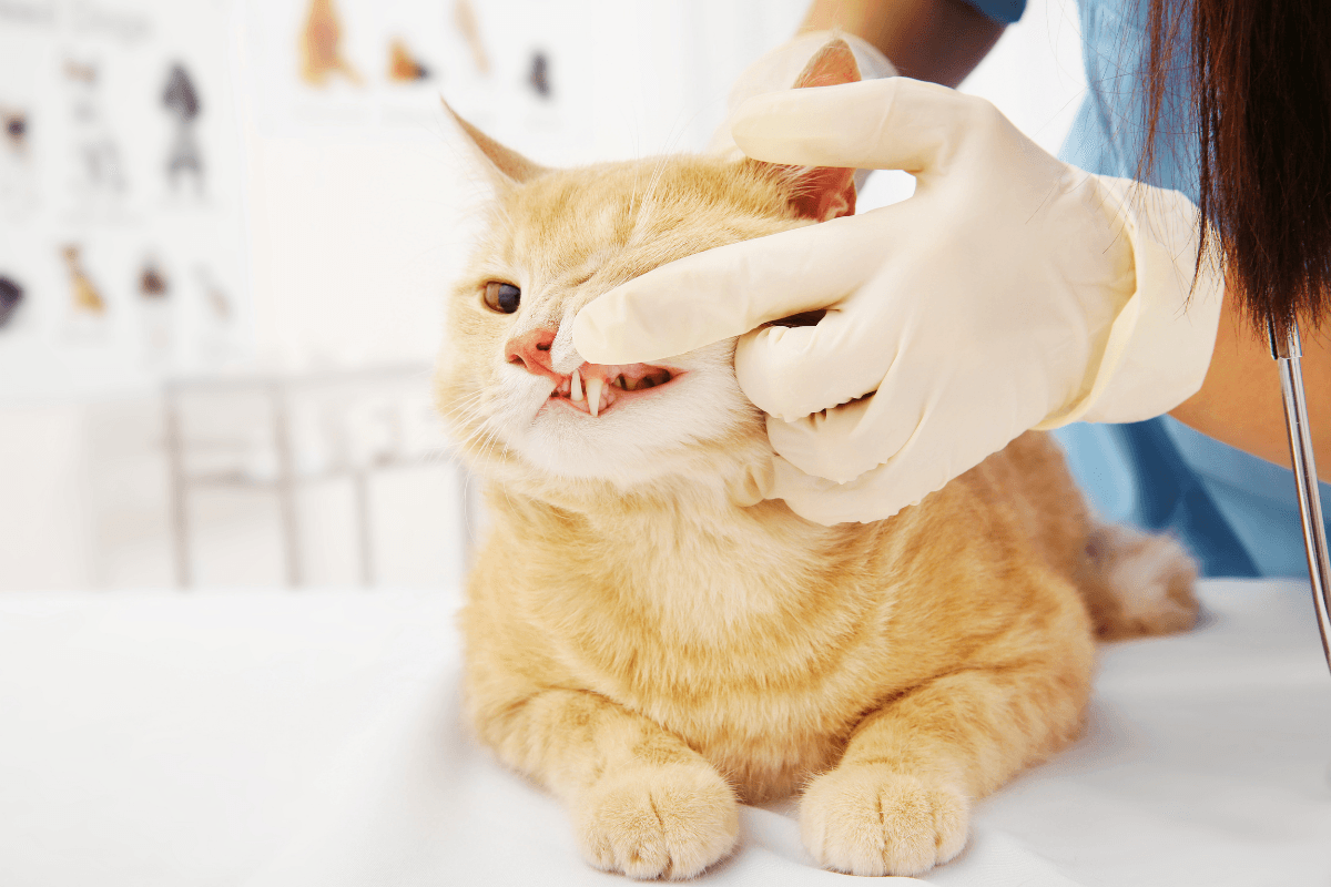 Cat dental Cleaning in Peoria