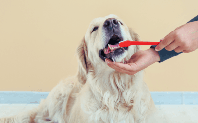 Where Can I Find Dog Dental Care in Peoria?