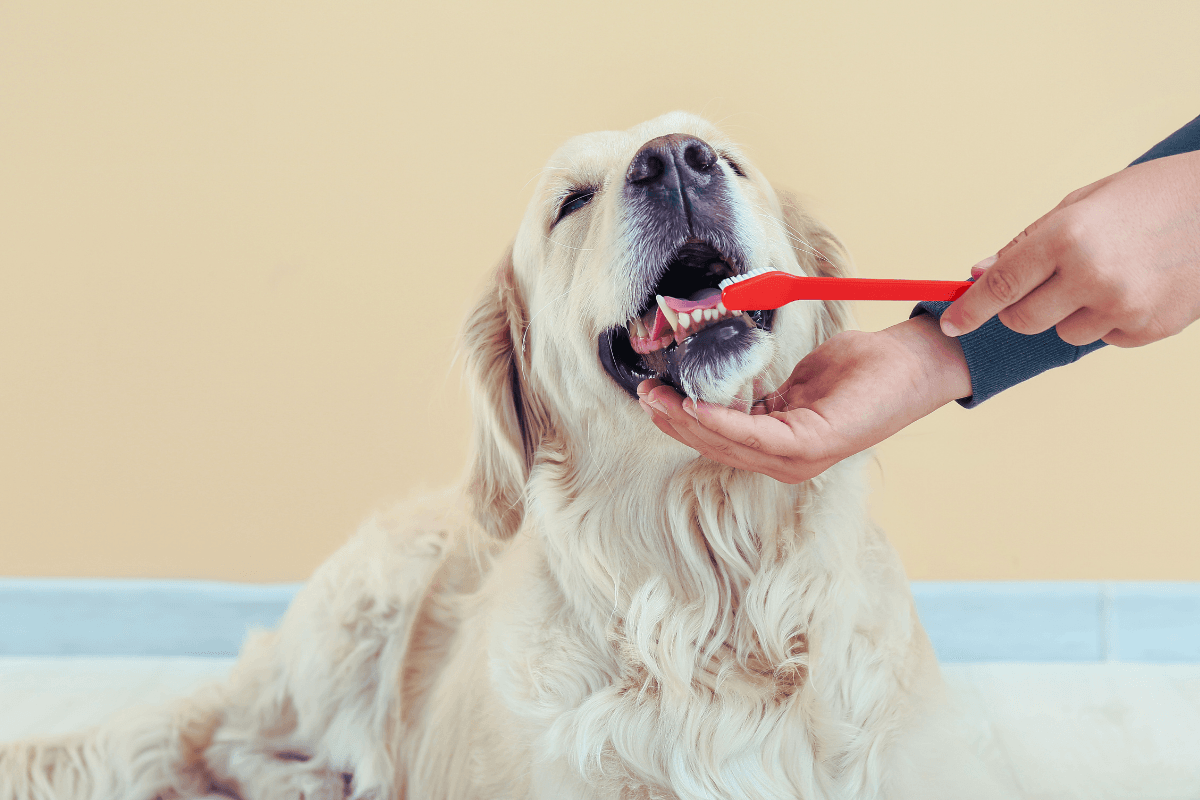 Where Can I Find Dog Dental Care in Peoria_ 1 dog dental care in Peoria