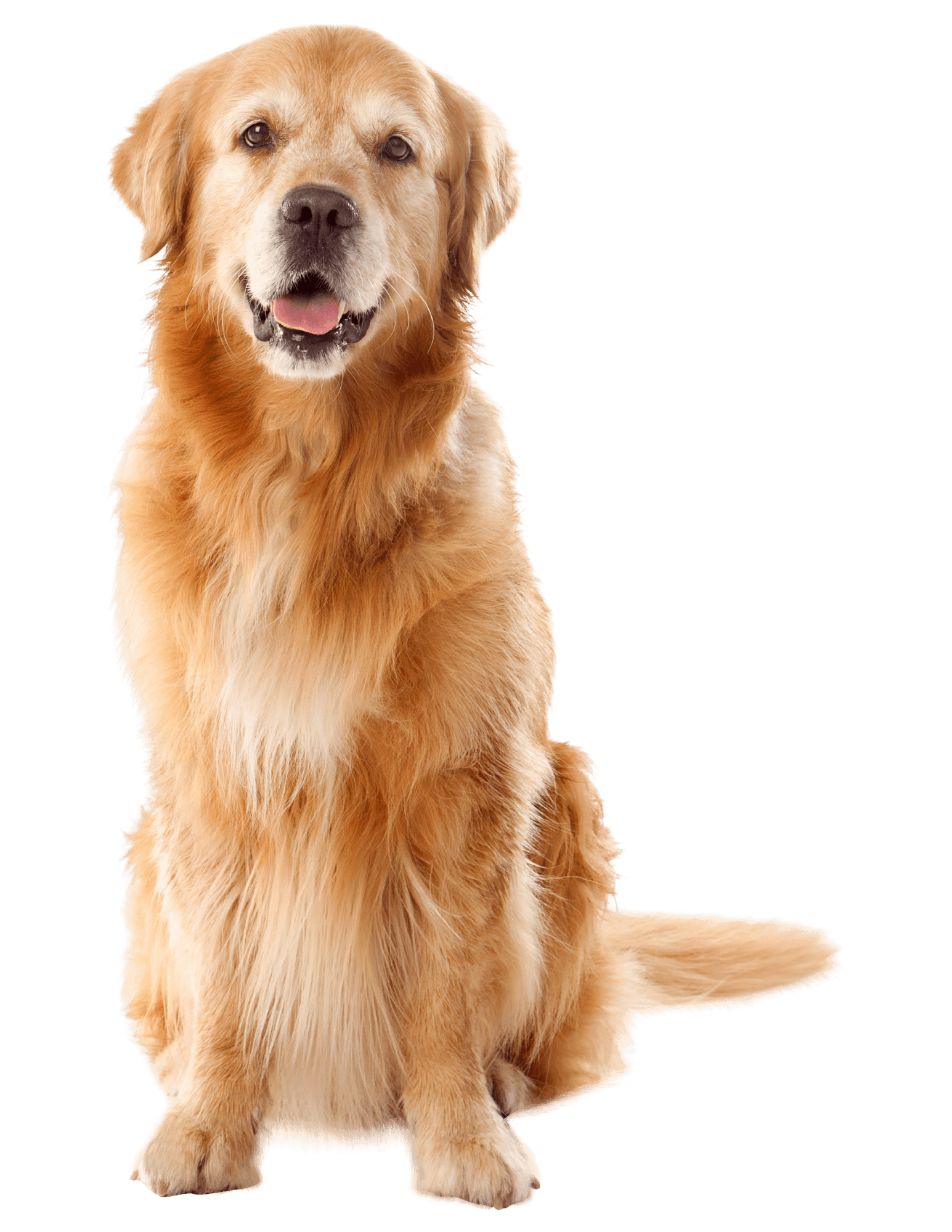 Where Can I Find Dog Dental Care in Peoria_ 2