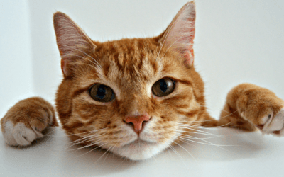 What Is the Cost for Cat Teeth Cleaning in Peoria?