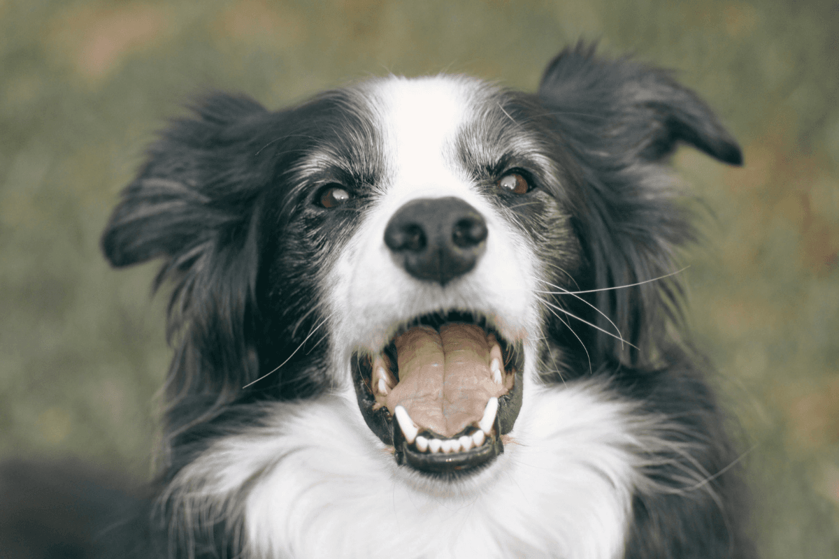 How Much Does Dog Teeth Cleaning Cost in Peoria, AZ_1 dog teeth cleaning cost in Peoria, AZ