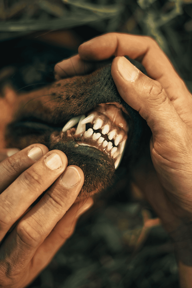 How Much Does Dog Teeth Cleaning Cost in Peoria, AZ_v2