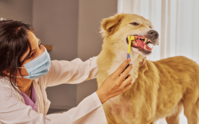What Is the Cost for Dog Teeth Cleaning in Norman, OK?