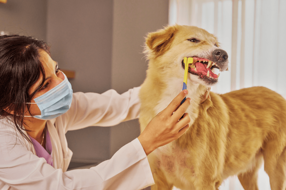 dog teeth cleaning cost in Norman, OK