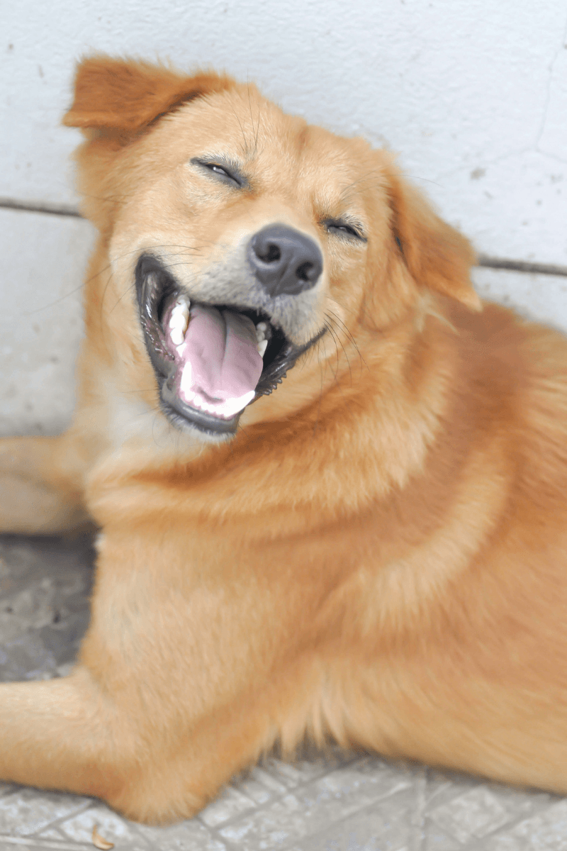 dog teeth cleaning cost in Peoria, AZ
